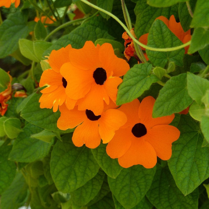 Thunbergia Alata (Black Eyed Susan) - 15+ Seeds