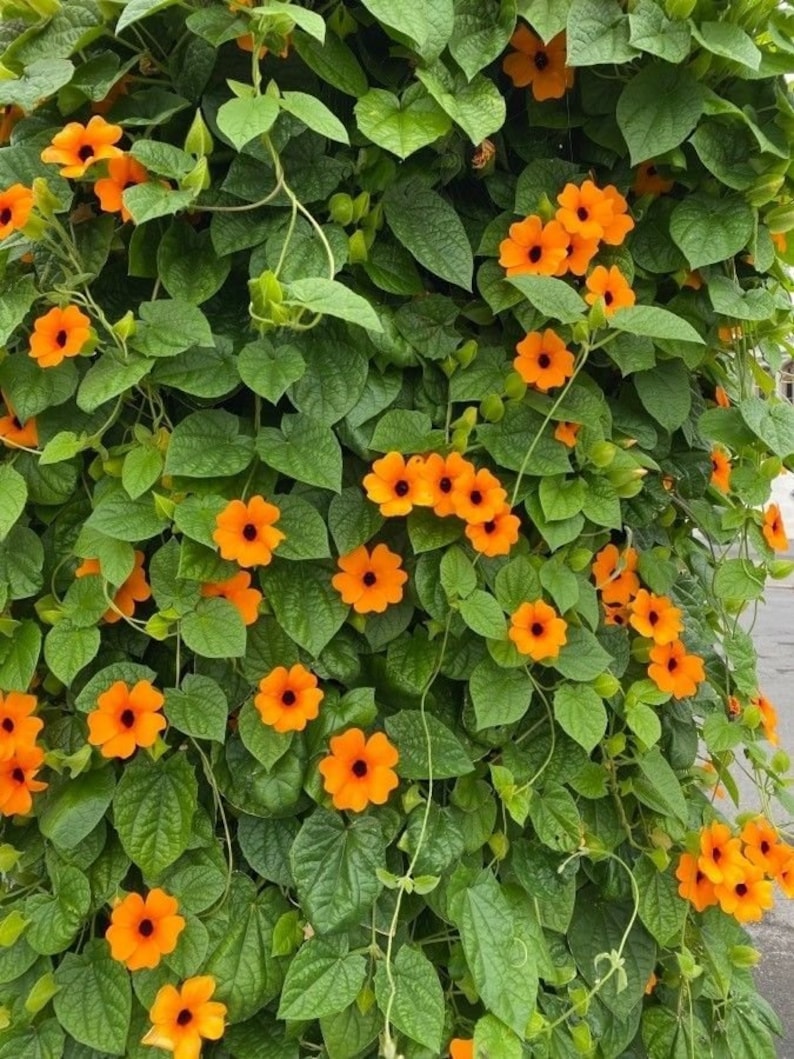 Thunbergia Alata (Black Eyed Susan) - 15+ Seeds