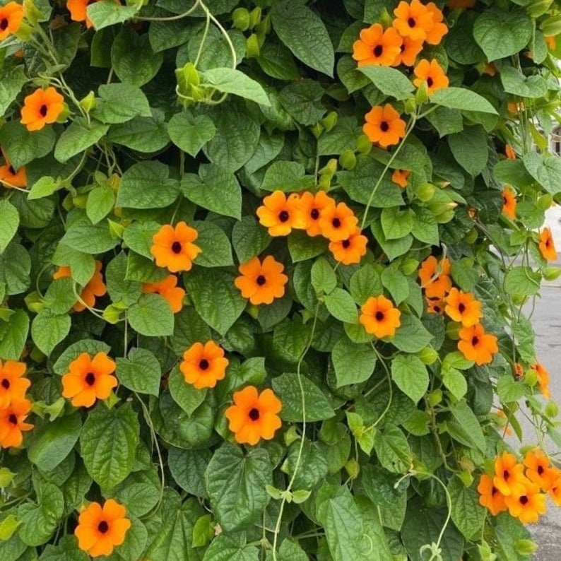 Monsoon Seeds