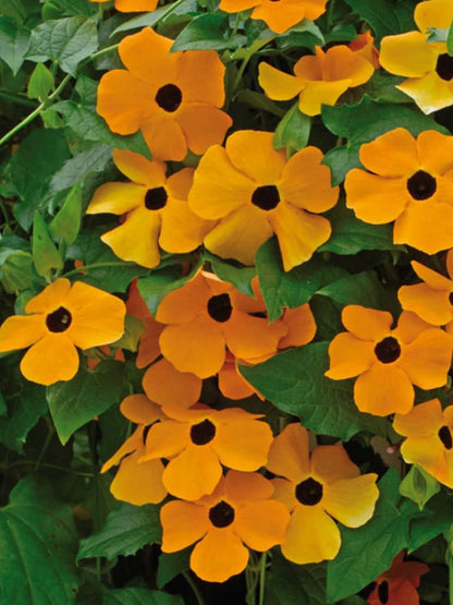 Thunbergia Alata (Black Eyed Susan) - 15+ Seeds