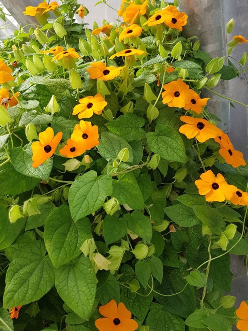 Thunbergia Alata (Black Eyed Susan) - 15+ Seeds