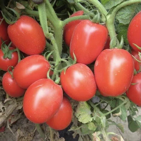 Tomato (Tamatar) - Seeds