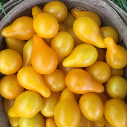 Tomato (Tamatar) - Yellow - Pear Shaped