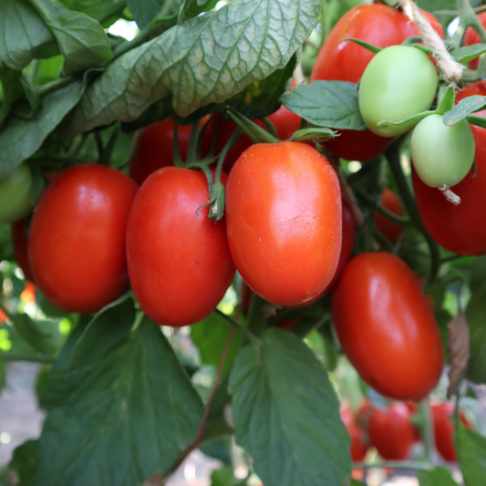 Tomato - F1 Hybrid - 30+ Seeds