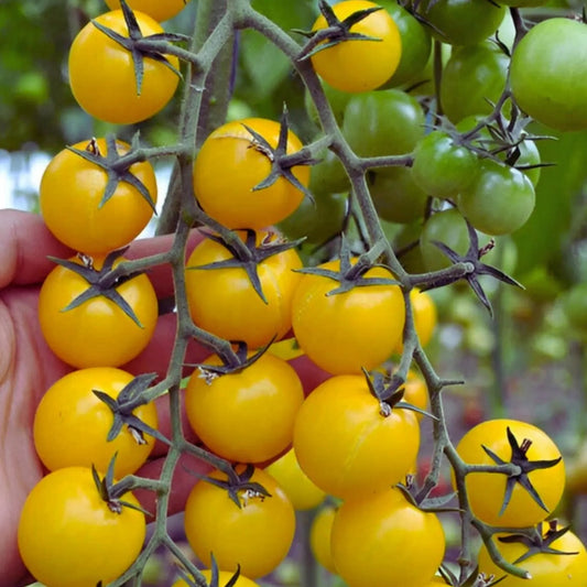 Tomato Cherry Yellow (Indeterminate) – 10 Seeds