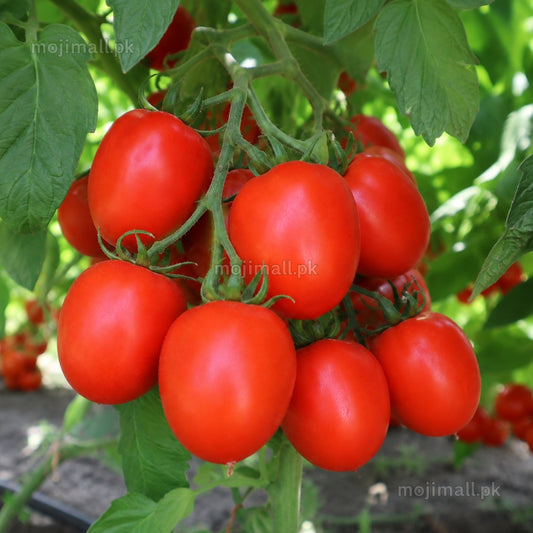 Tomato – F1 Hybrid 25+ Seeds