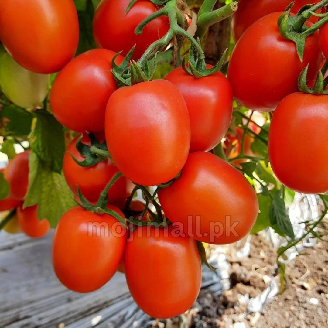Tomato Super – F1 Hybrid 25+ Seeds