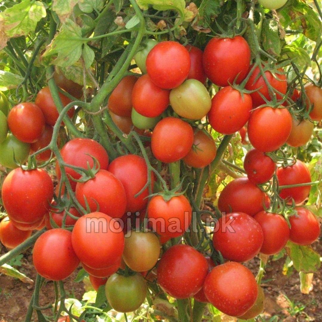Tomato Super – F1 Hybrid 25+ Seeds