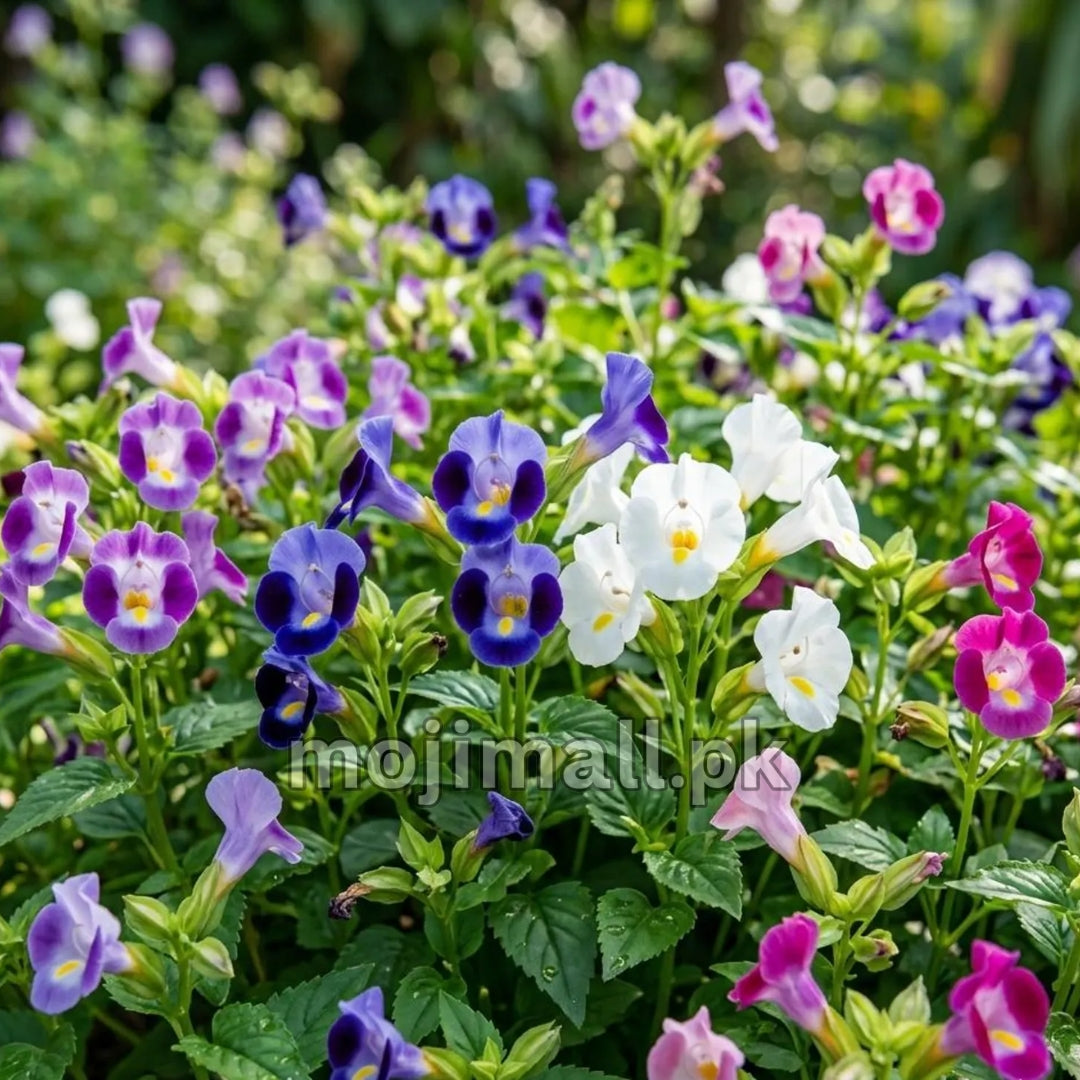 Torenia Mix – F1 Hybrid 20 Seeds