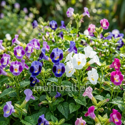 Torenia Mix – F1 Hybrid 20 Seeds