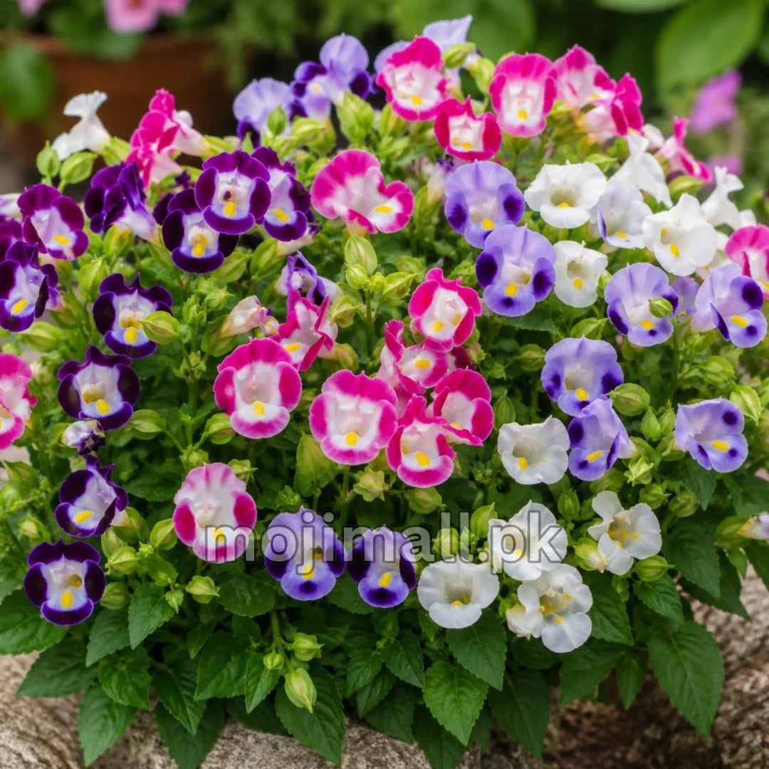 Torenia Mix – F1 Hybrid 20 Seeds