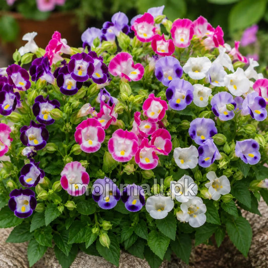 Torenia Mix – F1 Hybrid 20 Seeds