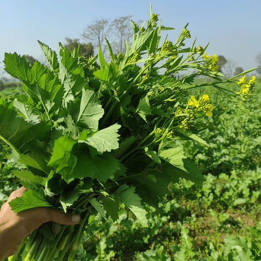Toria Saag (توریا ساگ) – 2000+ Seeds