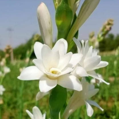 Tuberose (Double Petal) – Flower Bulbs