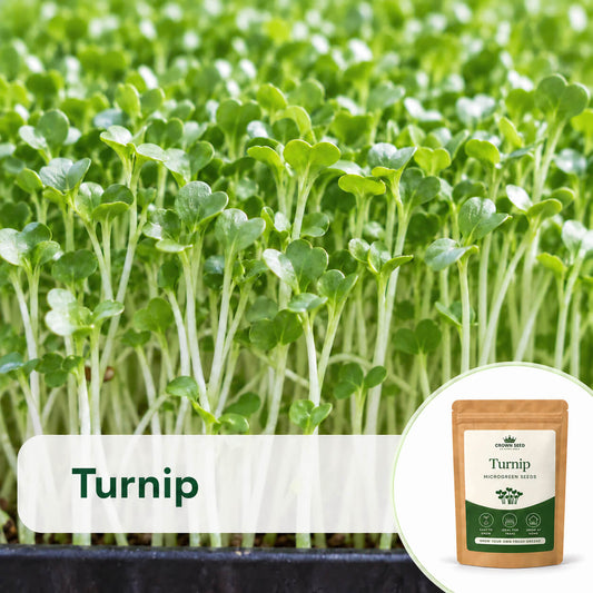 Turnip: Microgreens Seeds