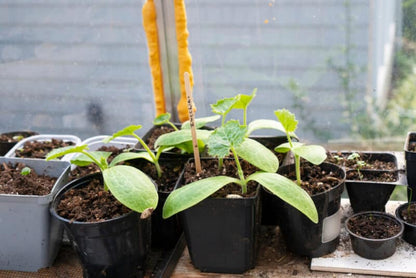 Vermicompost