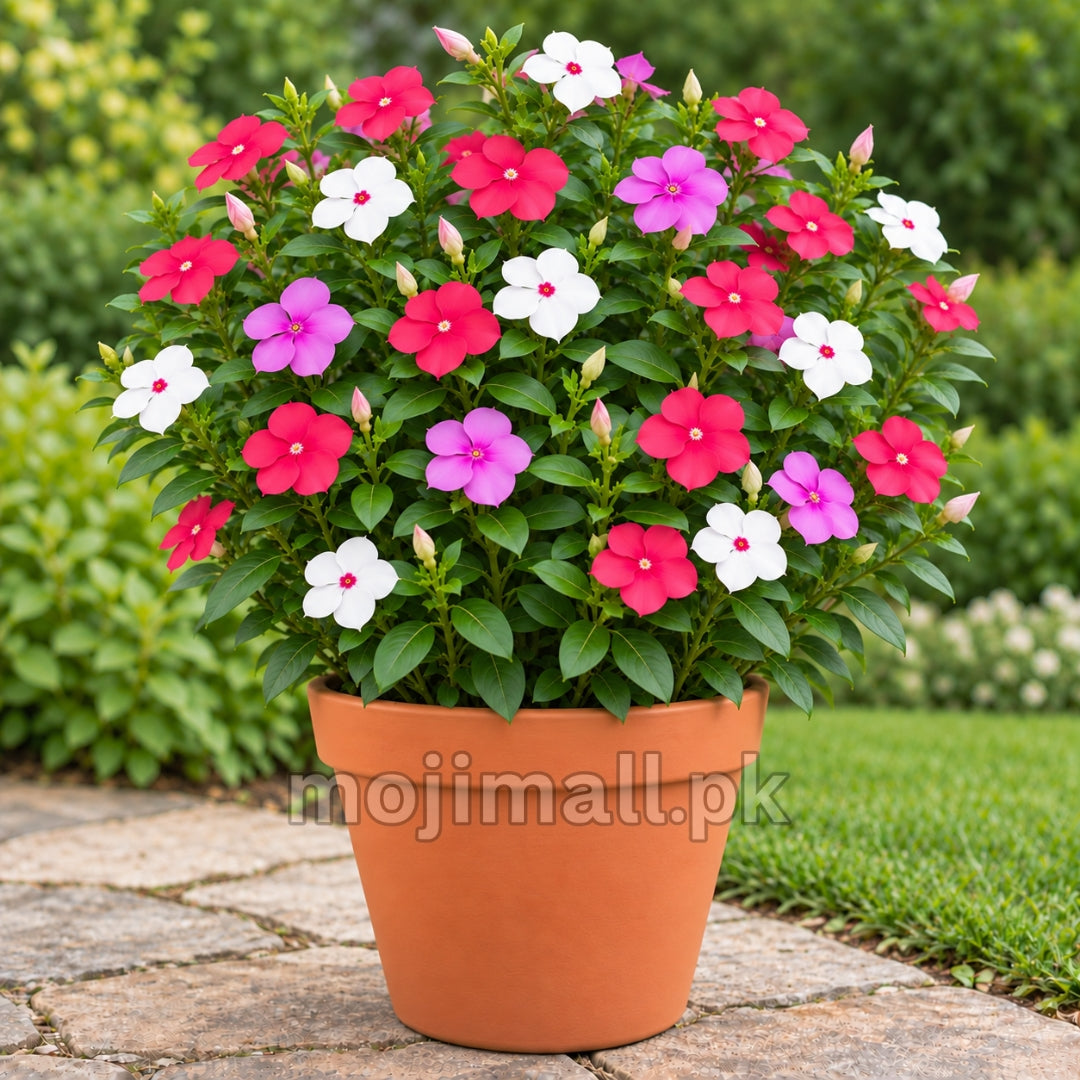 Vinca Mix seeds at Moji Mall in Pakistan, illustrated by pink and white flowers in a terracotta pot.