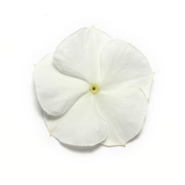 Vinca (Pure White) – F1 Hybrid 10 Seeds (SUMMER)