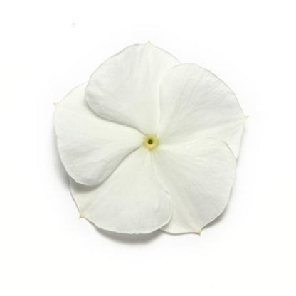 Vinca (Pure White) – F1 Hybrid 10 Seeds (SUMMER)