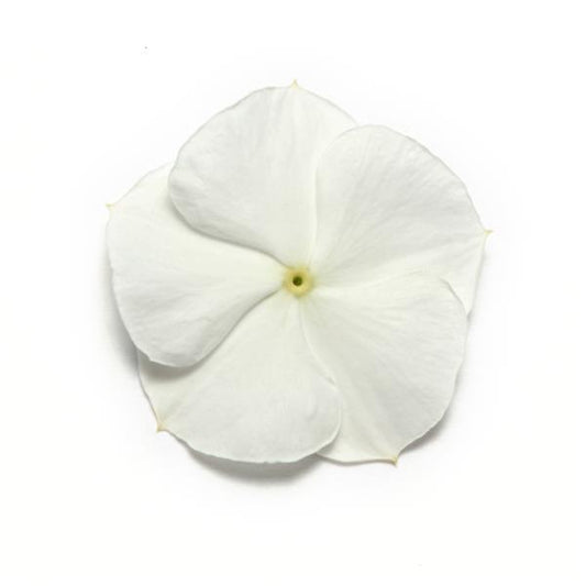 Vinca (Pure White) – F1 Hybrid 10 Seeds (SUMMER)