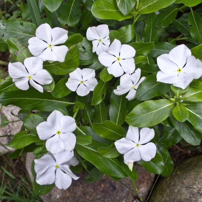 Vinca (Pure White) – 20+ Seeds (SUMMER)