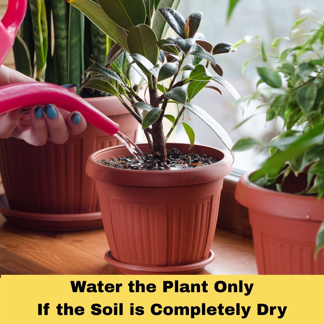 Soilless potting mix for plants