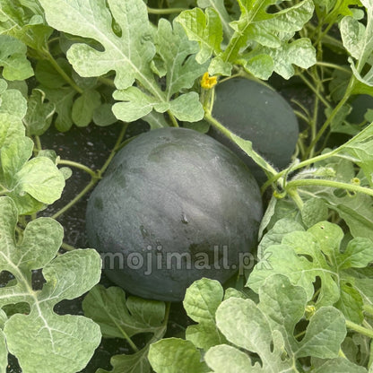 Watermelon (تربوز کے بیج) Seeds