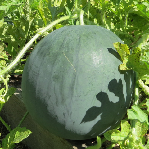 watermelon sugar baby on plant