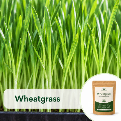Upright wheatgrass (gandum) blades and a Crown Seed pouch illustrate the microgreens seeds Moji Mall offers in Pakistan