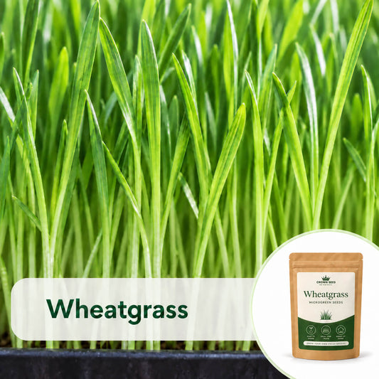 Wheatgrass: Microgreens Seeds