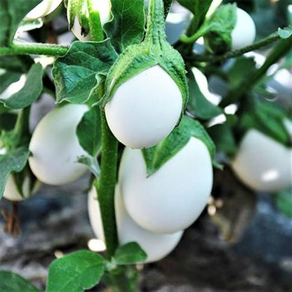 Brinjal Round - White - (Baigan, بینگن) - F1 Hybrid - Seeds