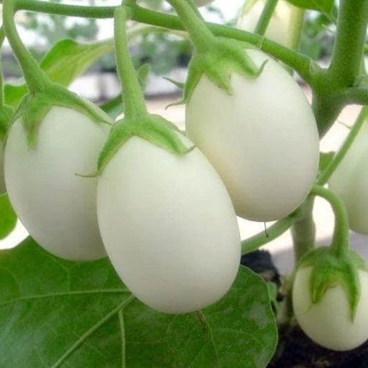 Brinjal Round - White - (Baigan, بینگن) - F1 Hybrid - Seeds