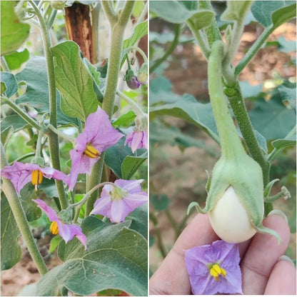 Brinjal Round - White - (Baigan, بینگن) - F1 Hybrid - Seeds