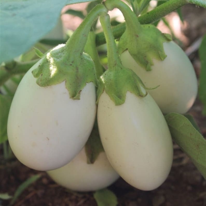 Brinjal Round - White - (Baigan, بینگن) - F1 Hybrid - Seeds