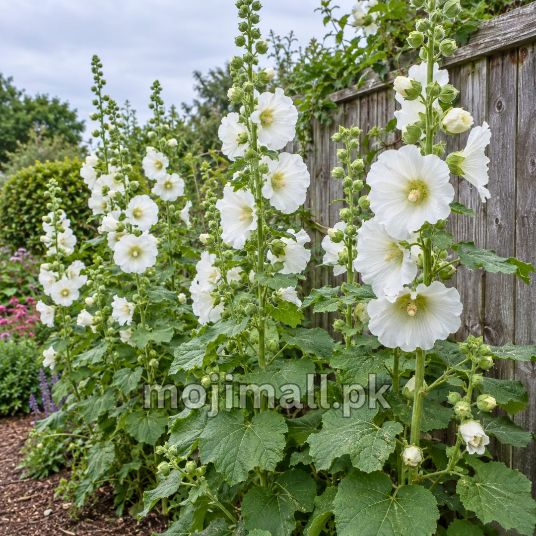 Tall white hollyhock spikes and green buds beside a weathered wooden fence, illustrating Moji Mall’s seed listing for Pakistan