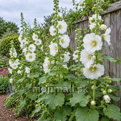 Tall white hollyhock spikes and green buds beside a weathered wooden fence, illustrating Moji Mall’s seed listing for Pakistan