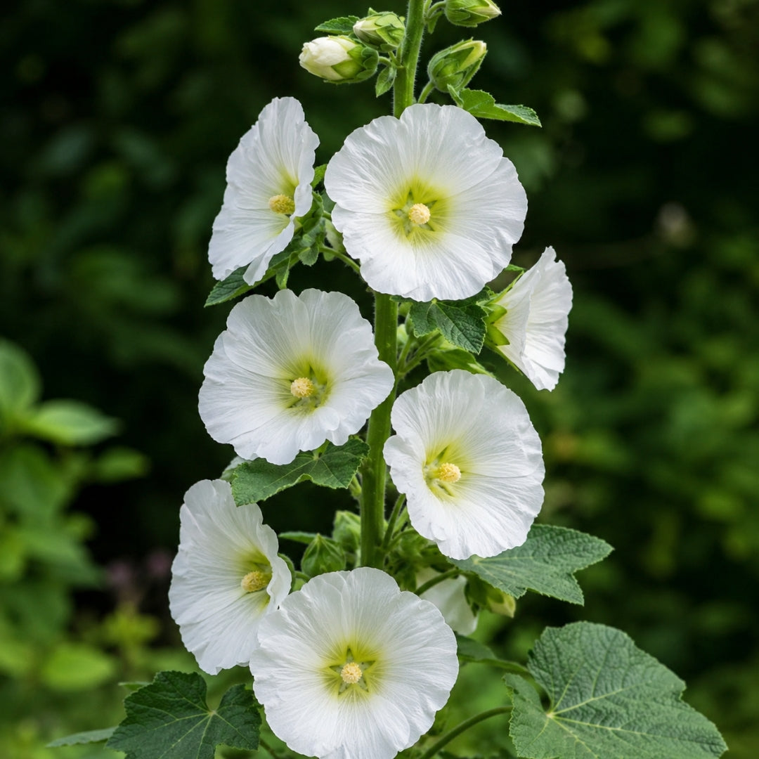 Hollyhock White – 15 Seeds