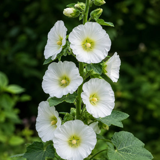 Hollyhock White – 15 Seeds