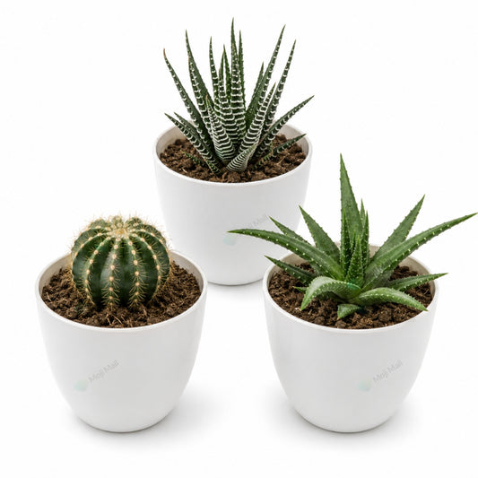 Plastic Pots – White (3x3 inch)