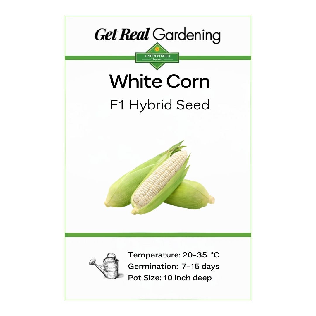 White Corn (سفید مکئی کے بیج) - F1 Hybrid 30+ Seeds