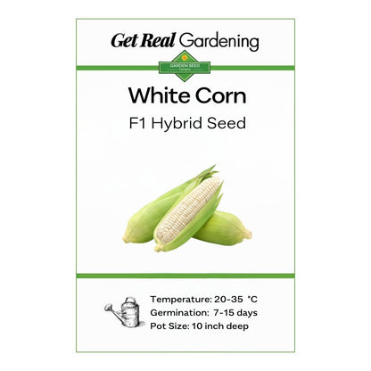 White Corn (سفید مکئی کے بیج) - F1 Hybrid 30+ Seeds