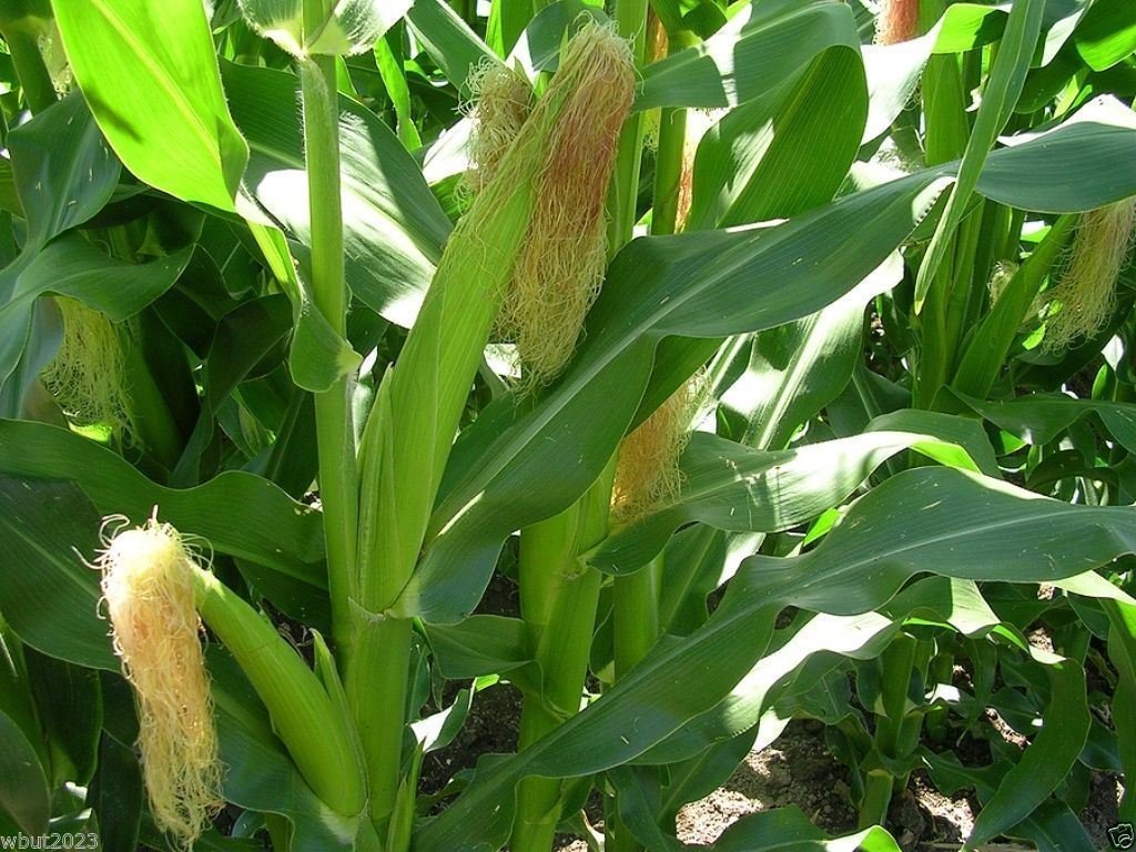 White Corn (سفید مکئی کے بیج) - F1 Hybrid 30+ Seeds