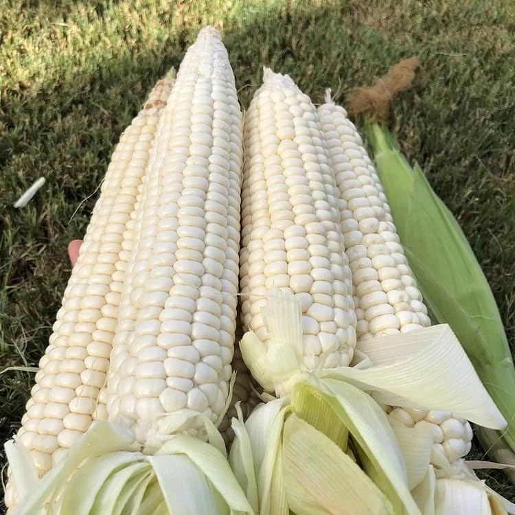 White Corn (سفید مکئی کے بیج) - F1 Hybrid 30+ Seeds