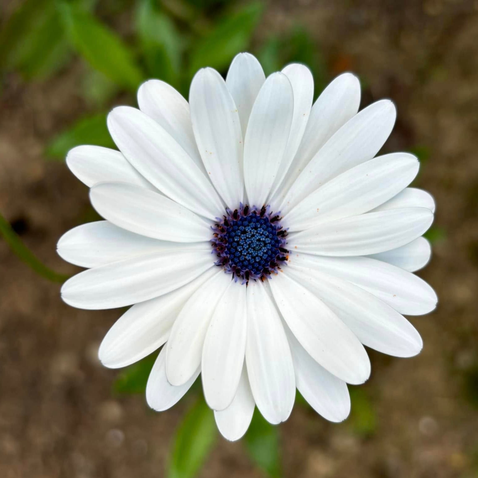 White flower with a dark center on a blurred natural background
