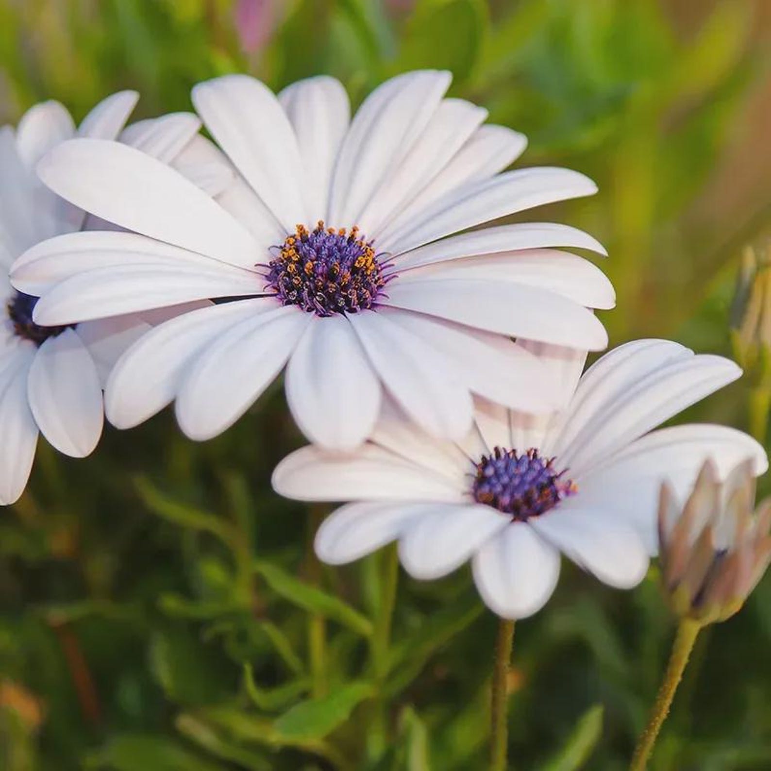 Close-up of white flowers with purple centers in a natural setting