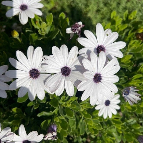 White flowers with purple centers on a green leafy background