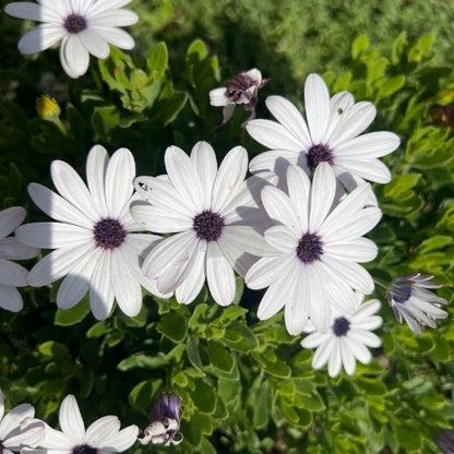 White flowers with purple centers on a green leafy background