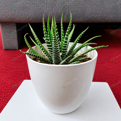 Plastic Pots – White (3x3 inch)