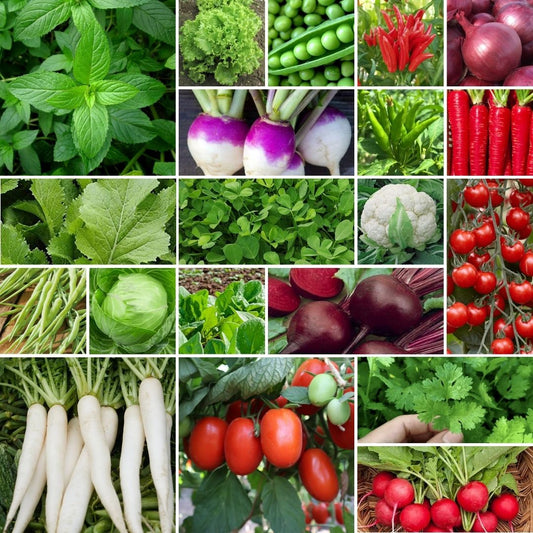 Pack of 12 Winter Vegetables Hybrid Seeds – Random Variety