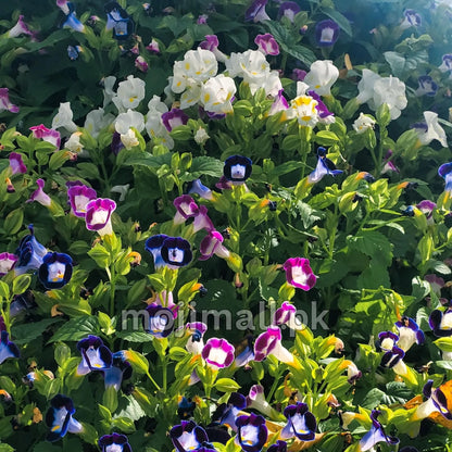 Torenia Mix – F1 Hybrid 20 Seeds